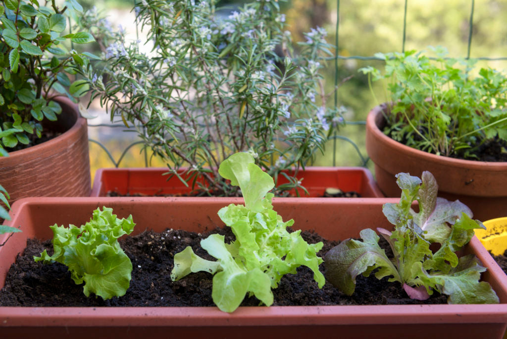 Jardinage en Pot  : Cultiver des Légumes en Pots